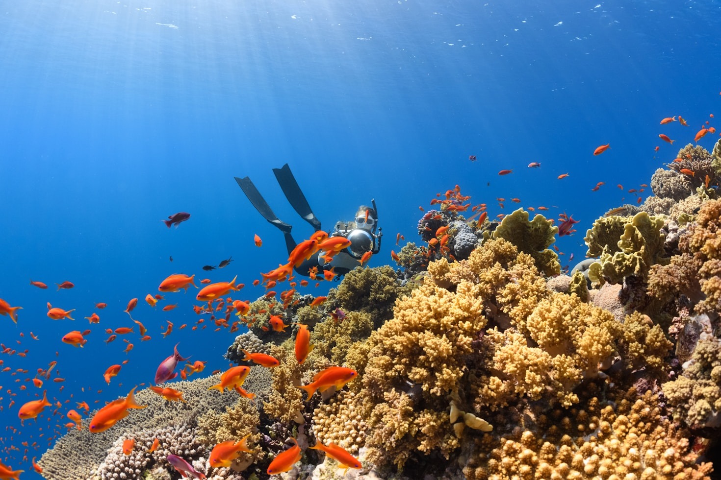 Unterwasserfotografie als Schlüssel zum Naturschutz verstehen