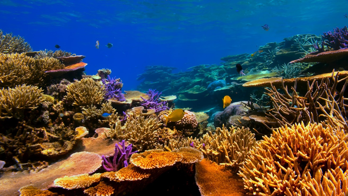 Unterwasserfotografie als Schlüssel zum Naturschutz verstehen